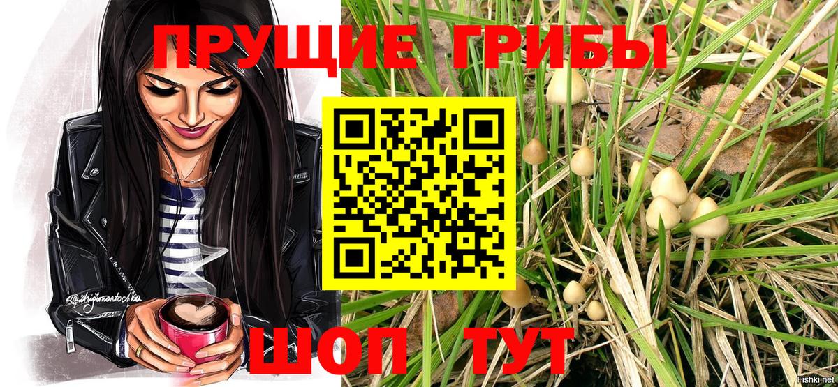 Псилоцибиновые грибы прущие грибы  Галлюциногенные грибы Cubensis  Батайск 